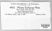 Phoma herbarum image